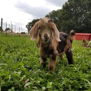 Meet your Posher, Mollie